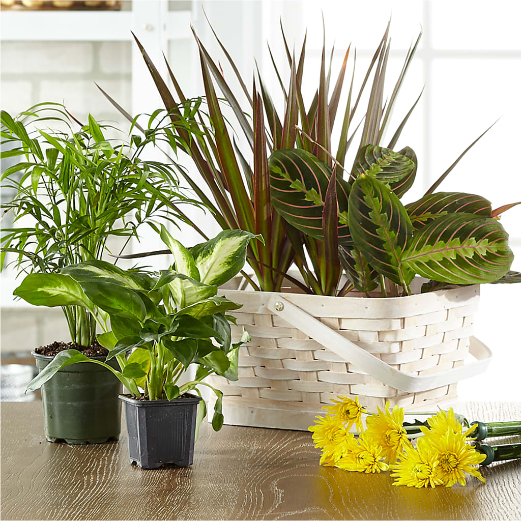 Florist Designed Blooming and Green Plants in a Basket – ANTONIO FLOWERS & GIFTS, Miami FL