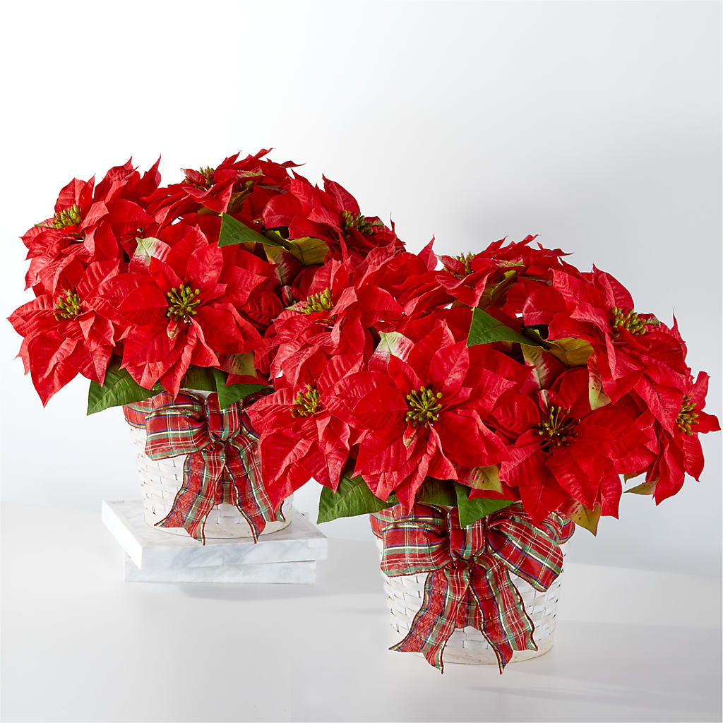 Happiest Holidays Poinsettia Bundle – ANTONIO FLOWERS & GIFTS, Miami FL