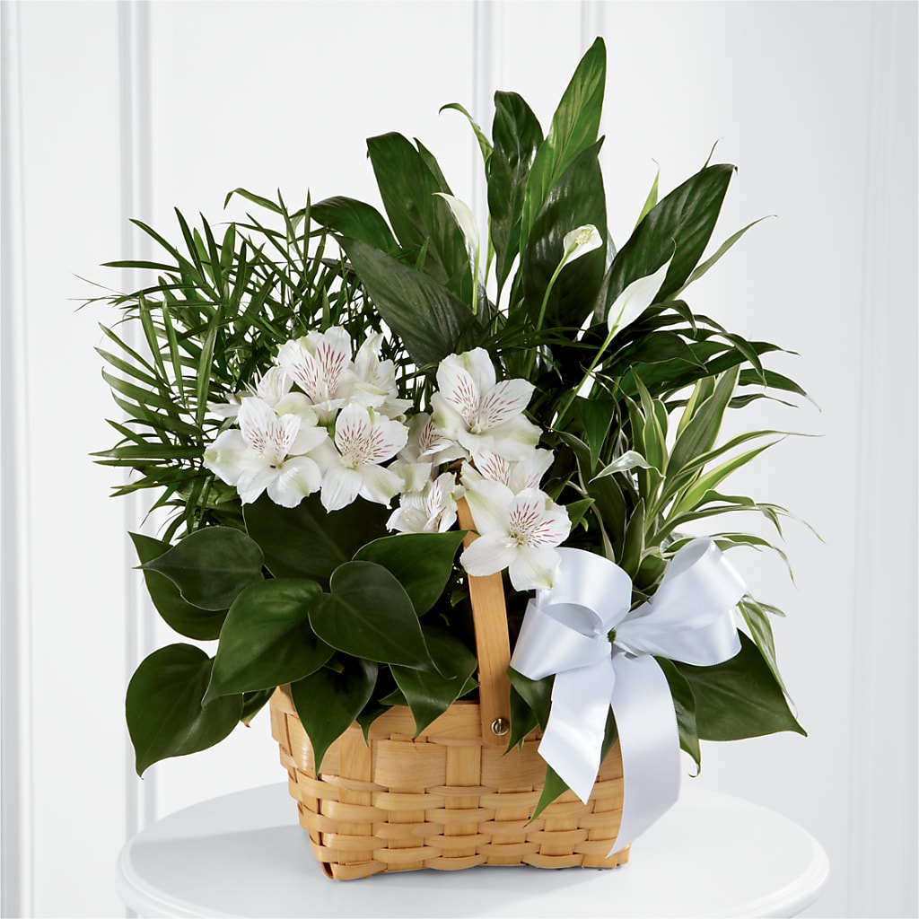 Peace & Serenity Dishgarden – ANTONIO FLOWERS & GIFTS, Miami FL