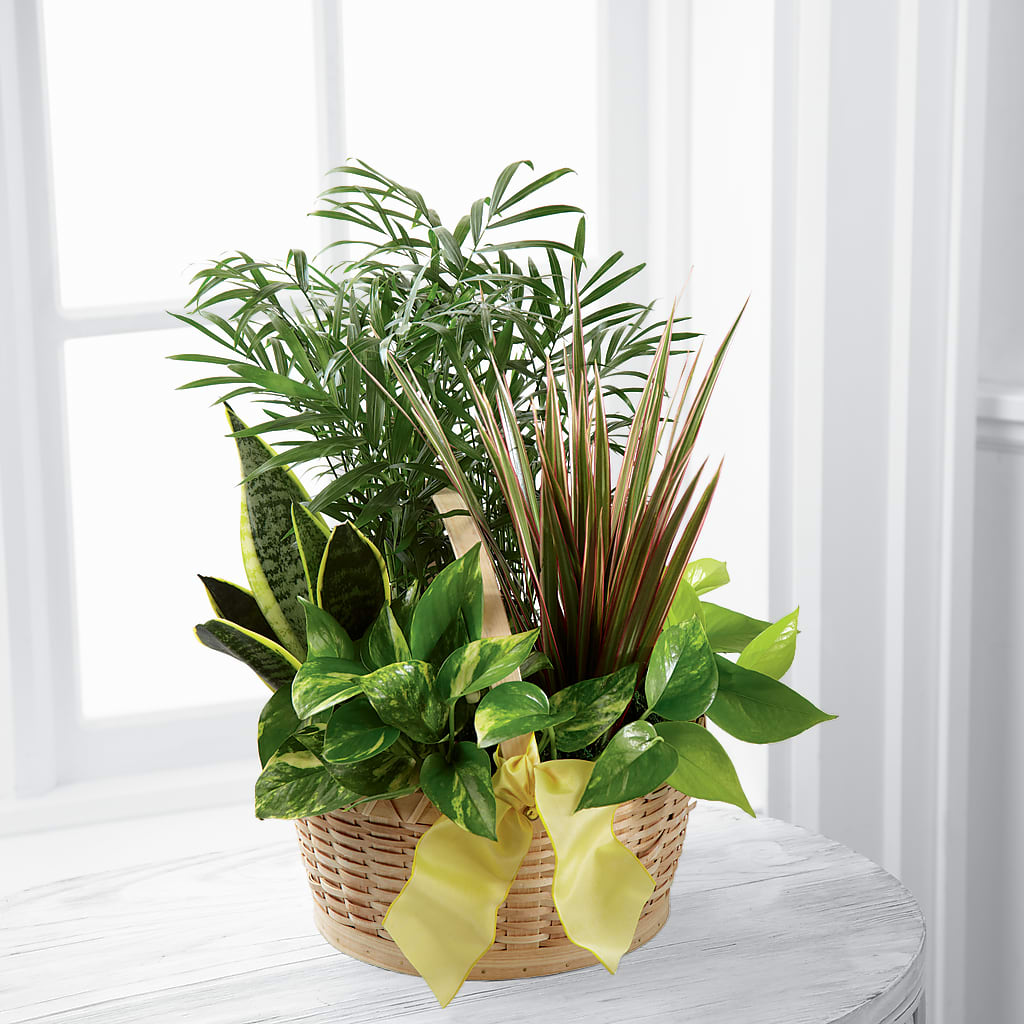 French Garden – ANTONIO FLOWERS & GIFTS, Miami FL