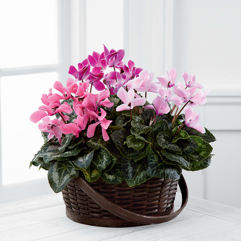 Mixed Cyclamen Planter – ANTONIO FLOWERS & GIFTS, Miami FL