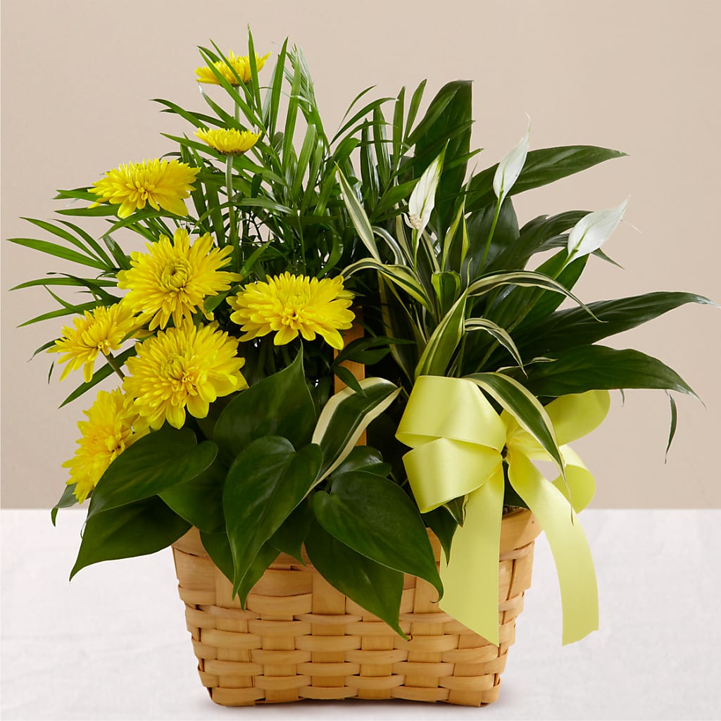 Loving Light Dishgarden – ANTONIO FLOWERS & GIFTS, Miami FL