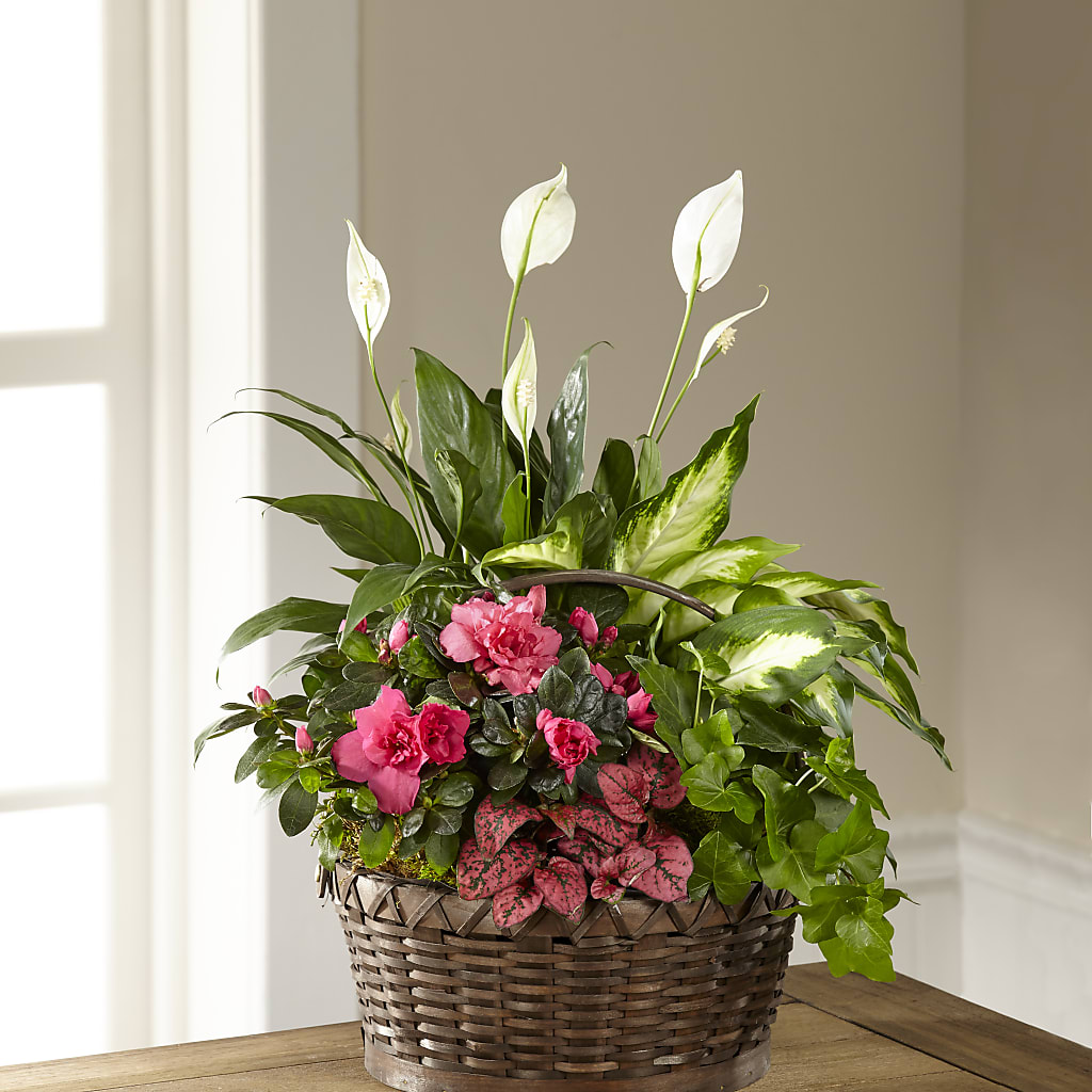 Dream in Pink Dishgarden – ANTONIO FLOWERS & GIFTS, Miami FL