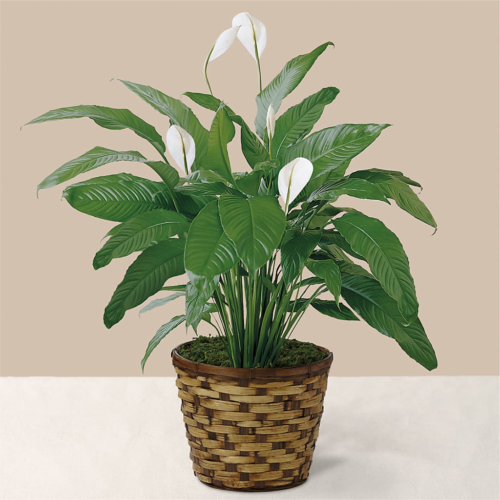 Tranquil Moments Peace Lily Plant – ANTONIO FLOWERS & GIFTS, Miami FL