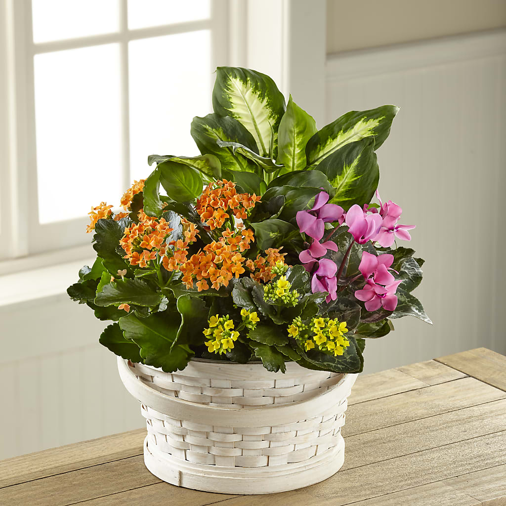 Color Crush Dishgarden – ANTONIO FLOWERS & GIFTS, Miami FL