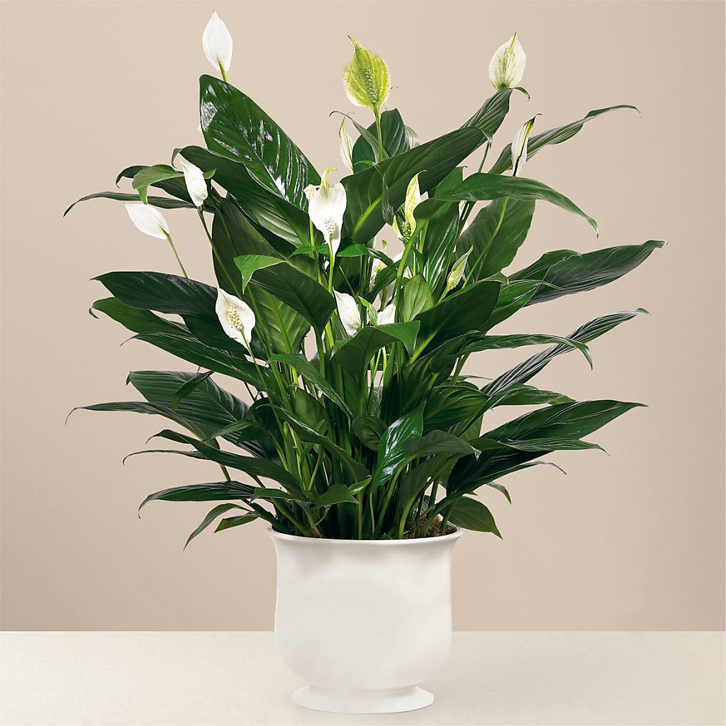 Comfort Planter – ANTONIO FLOWERS & GIFTS, Miami FL