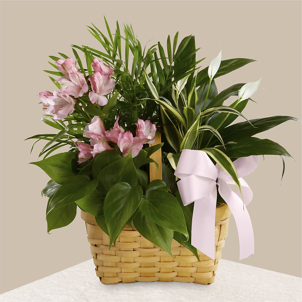 Living Spirit Dishgarden – ANTONIO FLOWERS & GIFTS, Miami FL
