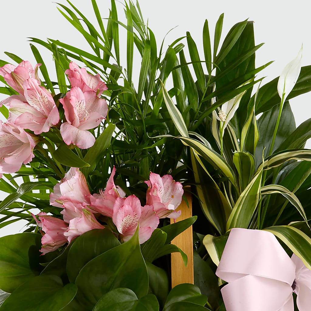Living Spirit Dishgarden – ANTONIO FLOWERS & GIFTS, Miami FL
