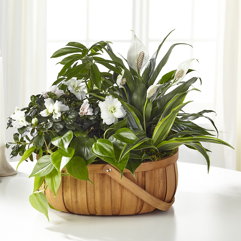 Serene Dishgarden – ANTONIO FLOWERS & GIFTS, Miami FL