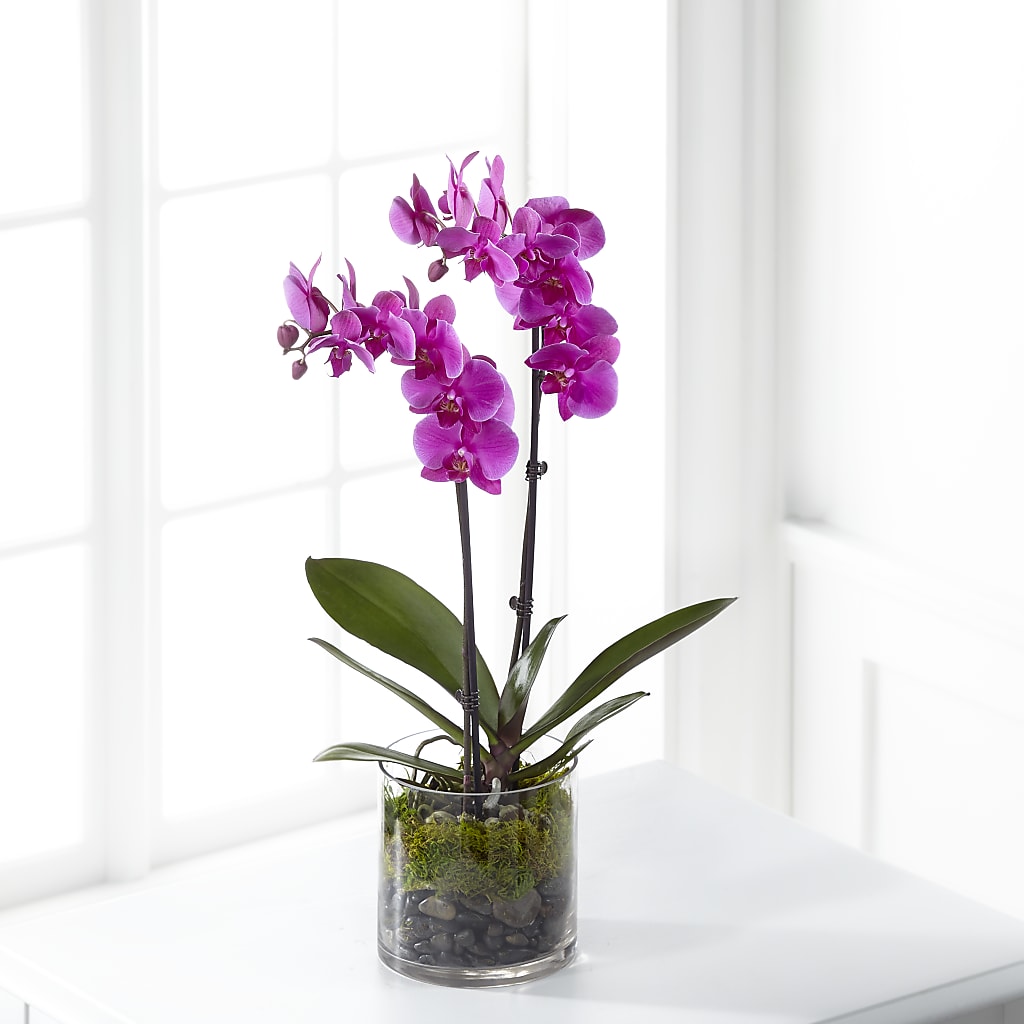 Pink Orchid Plant – ANTONIO FLOWERS & GIFTS, Miami FL