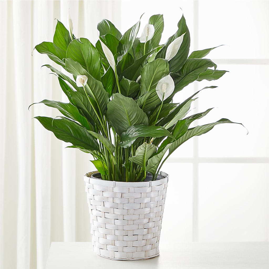 A New Leaf Peace Lily – ANTONIO FLOWERS & GIFTS, Miami FL