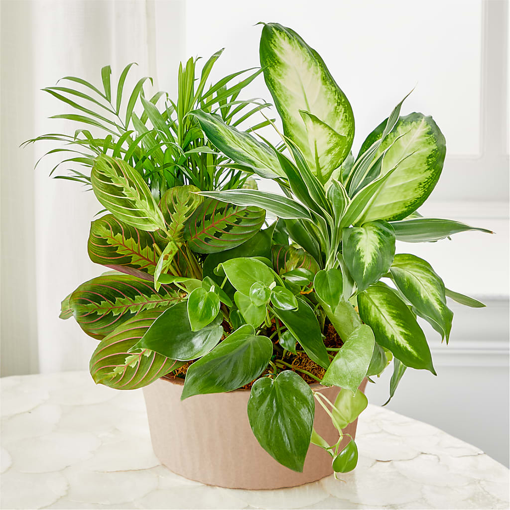 Balance & Harmony Dishgarden – ANTONIO FLOWERS & GIFTS, Miami FL