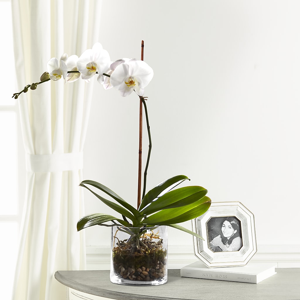 White Orchid Planter – ANTONIO FLOWERS & GIFTS, Miami FL