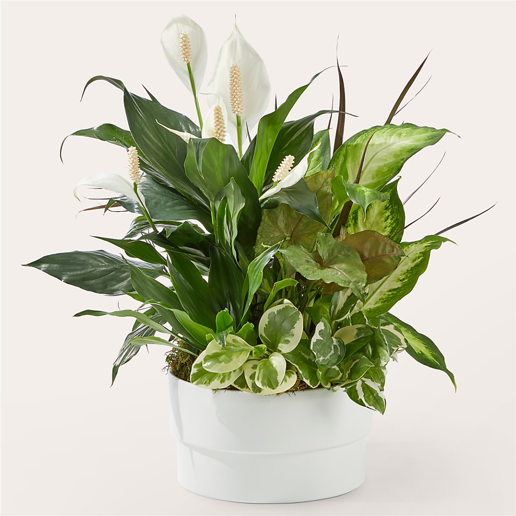 Radiating Positivity Dishgarden – ANTONIO FLOWERS & GIFTS, Miami FL