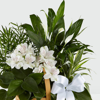 Peace & Serenity Dishgarden – ANTONIO FLOWERS & GIFTS, Miami FL