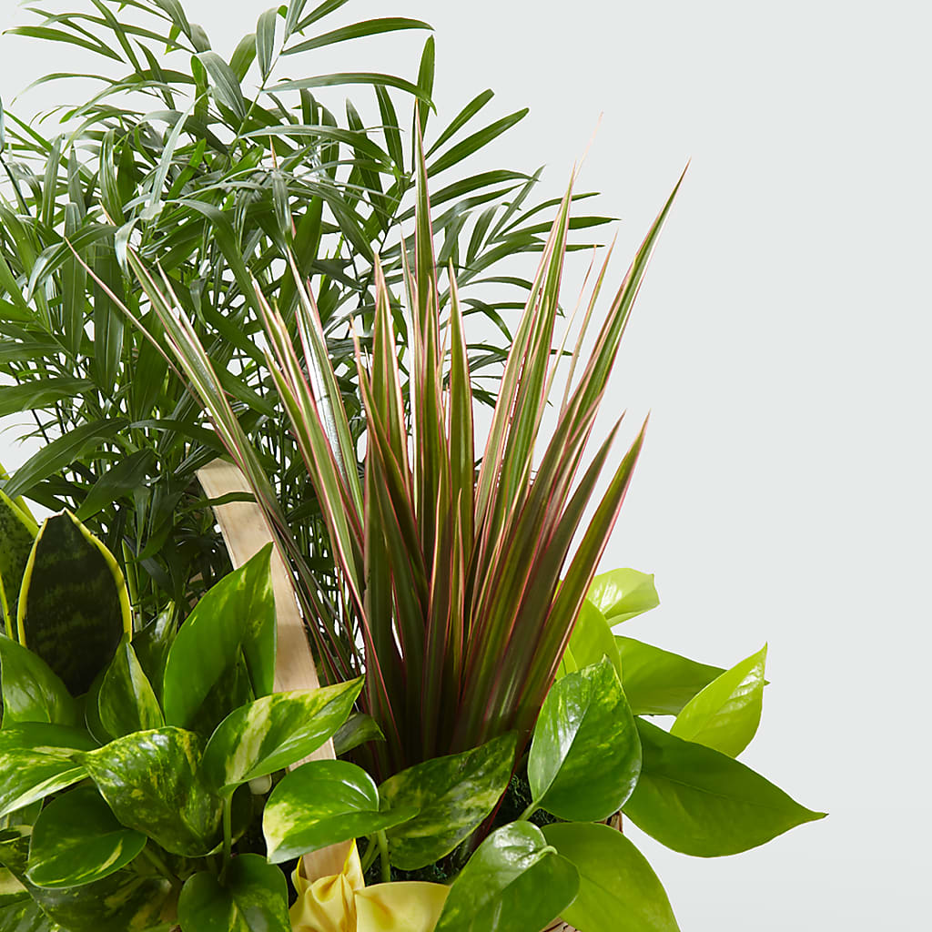 French Garden – ANTONIO FLOWERS & GIFTS, Miami FL