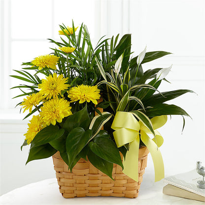 Loving Light Dishgarden – ANTONIO FLOWERS & GIFTS, Miami FL