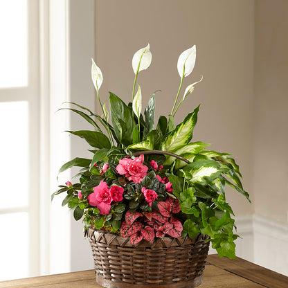 Dream in Pink Dishgarden – ANTONIO FLOWERS & GIFTS, Miami FL