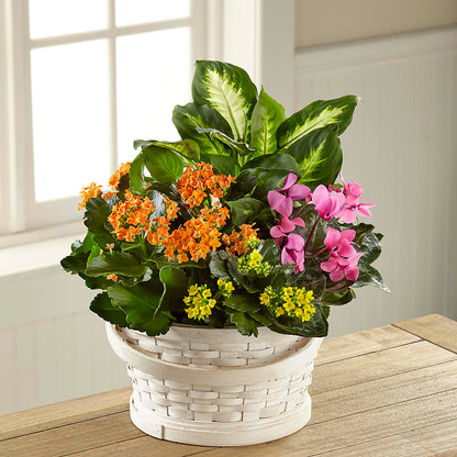 Color Crush Dishgarden – ANTONIO FLOWERS & GIFTS, Miami FL