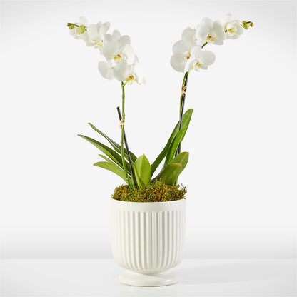 Whispering White Orchid – ANTONIO FLOWERS & GIFTS, Miami FL