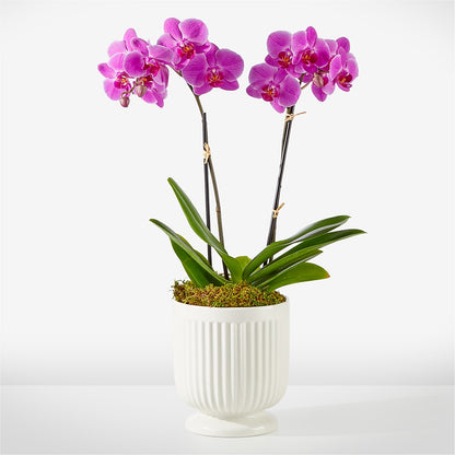 Friendly Fuchsia Orchid – ANTONIO FLOWERS & GIFTS, Miami FL