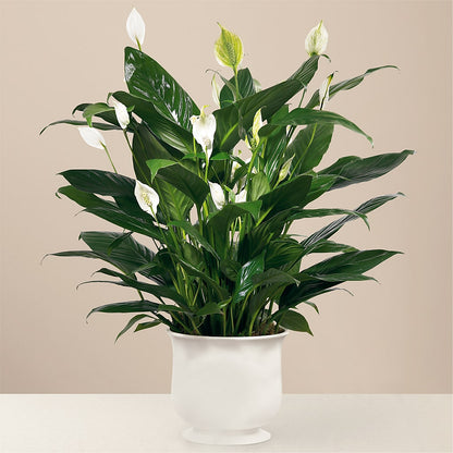 Comfort Planter – ANTONIO FLOWERS & GIFTS, Miami FL