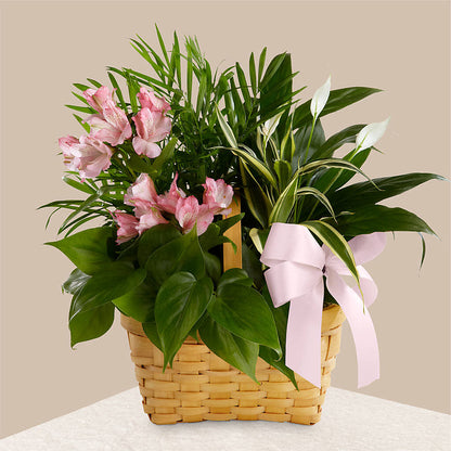 Living Spirit Dishgarden – ANTONIO FLOWERS & GIFTS, Miami FL