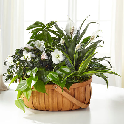 Serene Dishgarden – ANTONIO FLOWERS & GIFTS, Miami FL