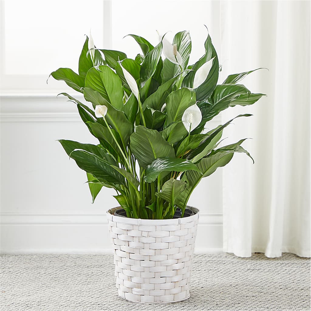 A New Leaf Peace Lily – ANTONIO FLOWERS & GIFTS, Miami FL