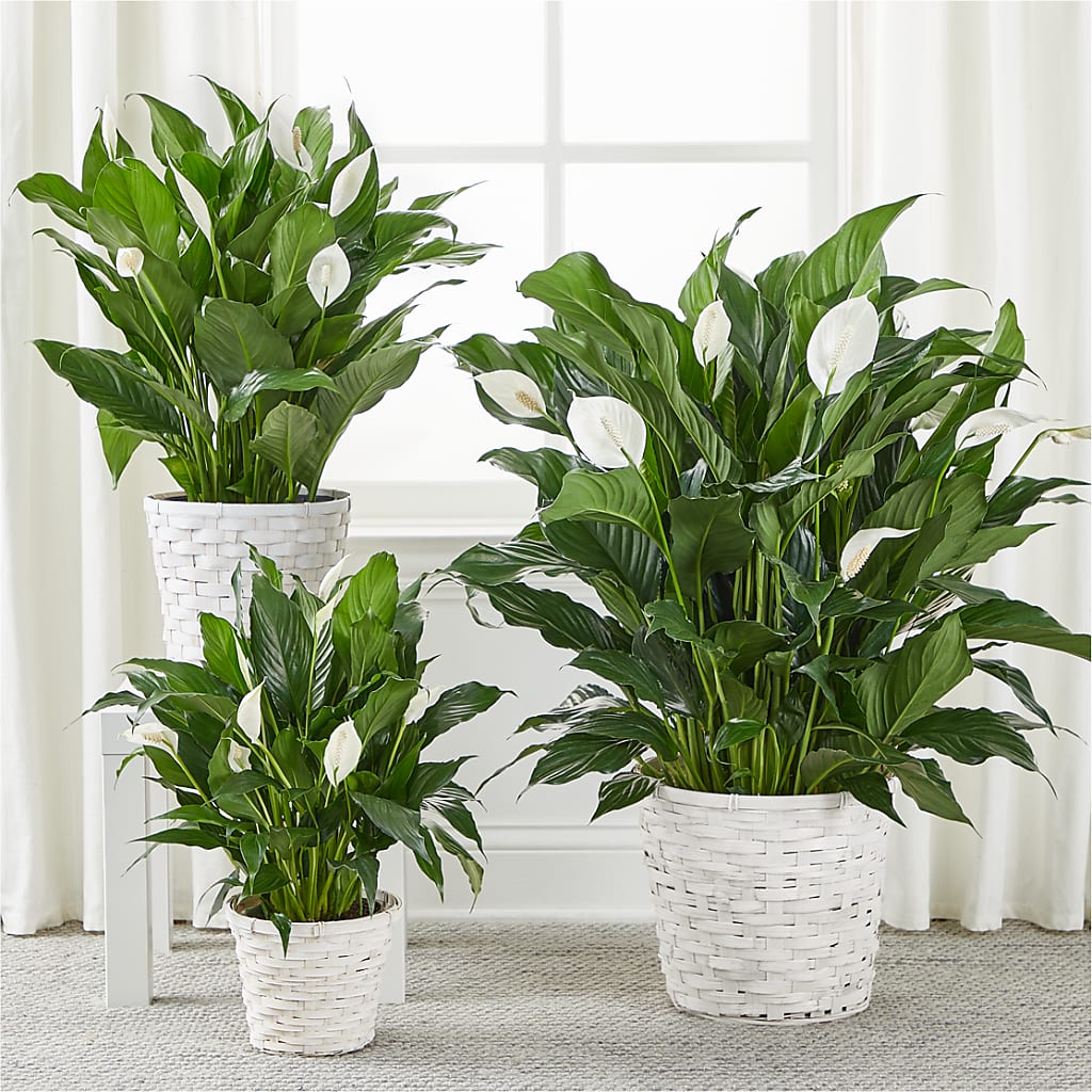 A New Leaf Peace Lily – ANTONIO FLOWERS & GIFTS, Miami FL