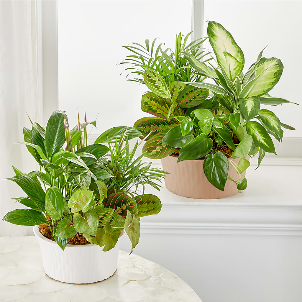 Balance & Harmony Dishgarden – ANTONIO FLOWERS & GIFTS, Miami FL