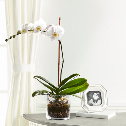 White Orchid Planter – ANTONIO FLOWERS & GIFTS, Miami FL