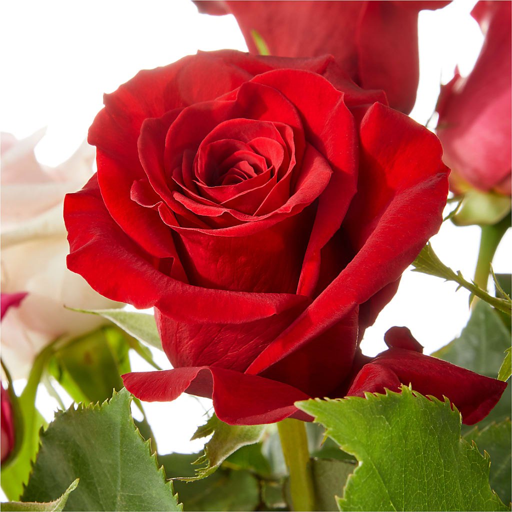 Love Notes Rose Bouquet – ANTONIO FLOWERS & GIFTS, Miami FL