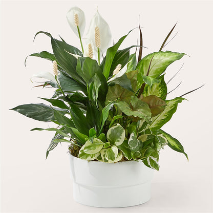 Radiating Positivity Dishgarden – ANTONIO FLOWERS & GIFTS, Miami FL
